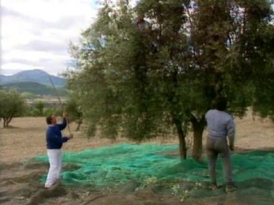 BAREAR ACEITUNA 01  LEADOR BOSQUE